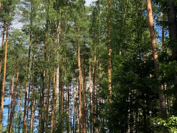 Заблудившаяся 74-летняя пенсионерка сутки провела под дождем в лесу под Самарой