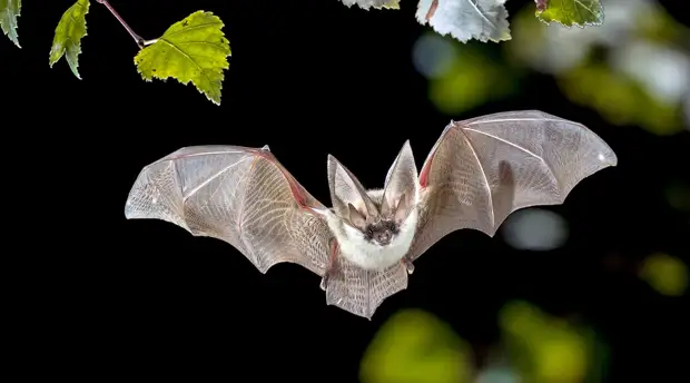 Ближайший родственник: учёные приняли официальное название китайского коронавируса — SARS-CoV-2