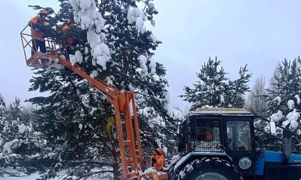 В Вельске заготовили почти тонну семян сосны для лесов Арктики