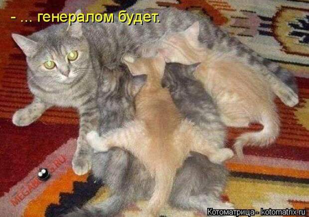 Лучшие котоматрицы недели (50 фото)