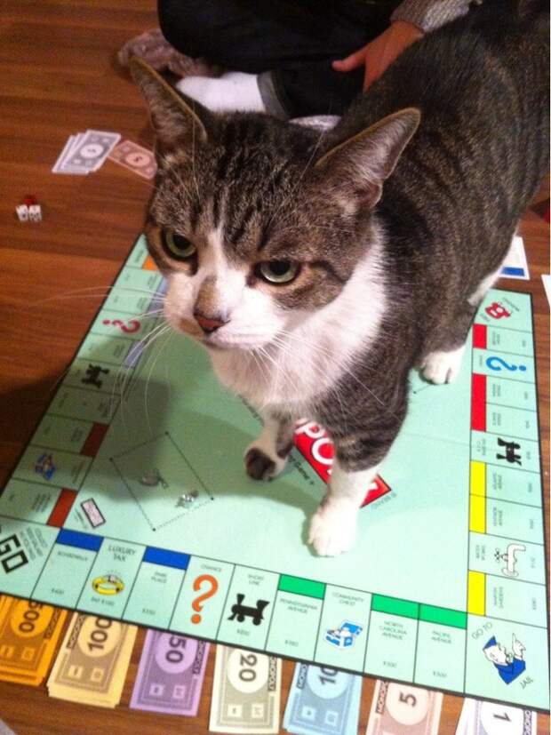petsneedattention24 Смешные животные, которым нужно внимание хозяина прямо сейчас