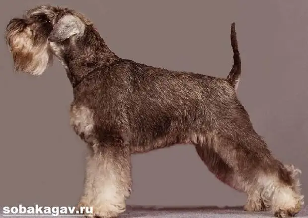 Цвергшнауцер собака. Описание, особенности, уход и цена цвергшнауцера