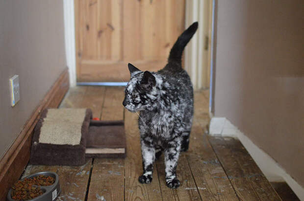 senior-black-white-cat-vitiligo-scrappy-6