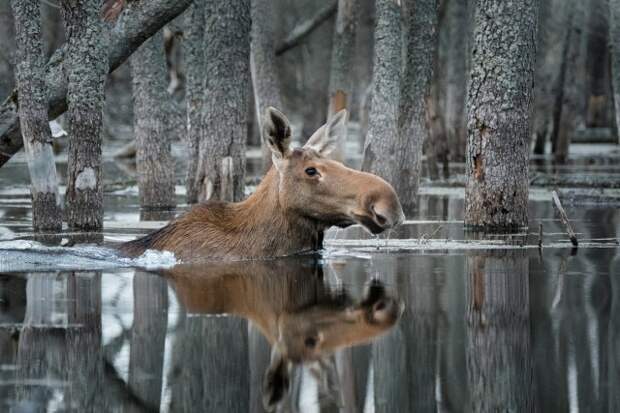 Уникальная красота дикой природы России