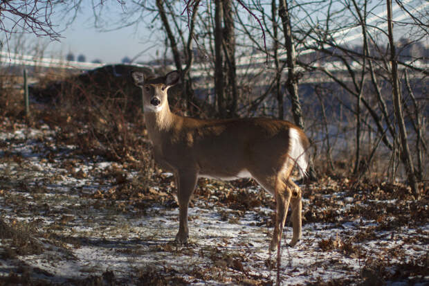 Обезумевший олень устроил погром и вынудил женщину пойти в церковь