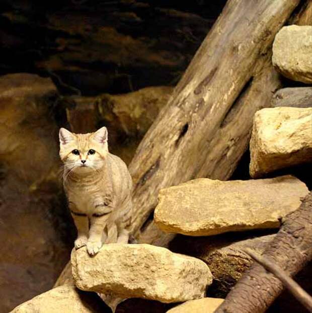 Песочный кот