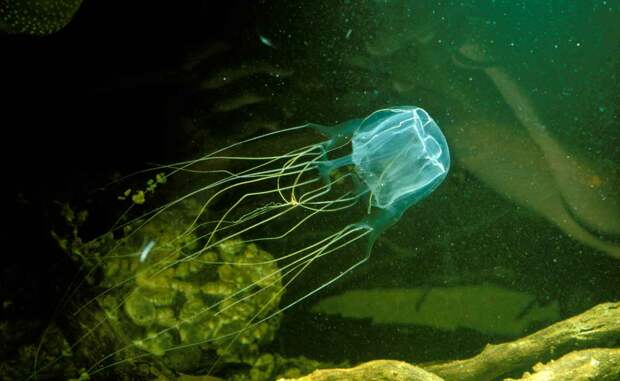Морская оса - самая опасная медуза в мире