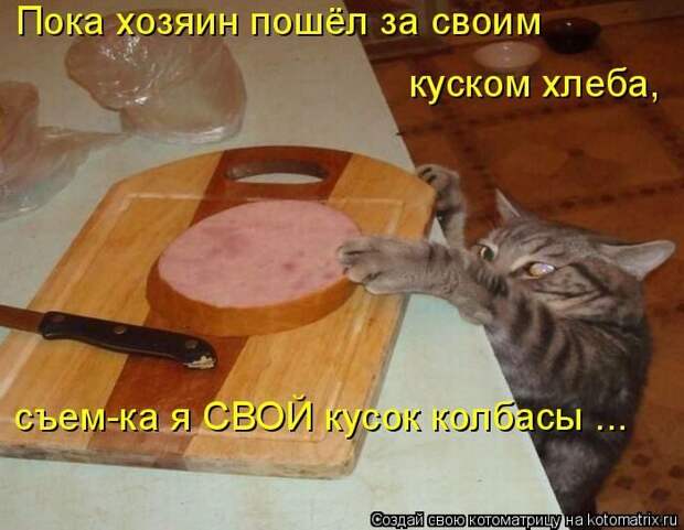 Лучшие котоматрицы недели