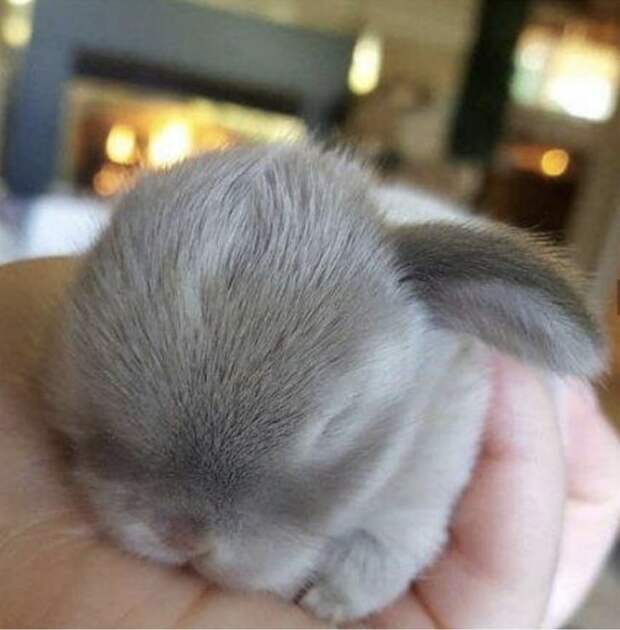 серый кролик спит на ладони