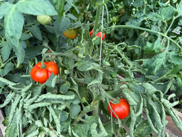 Никакой химии: эти помидоры сами растут как сахарные — три сорта, за которыми охотятся дачники