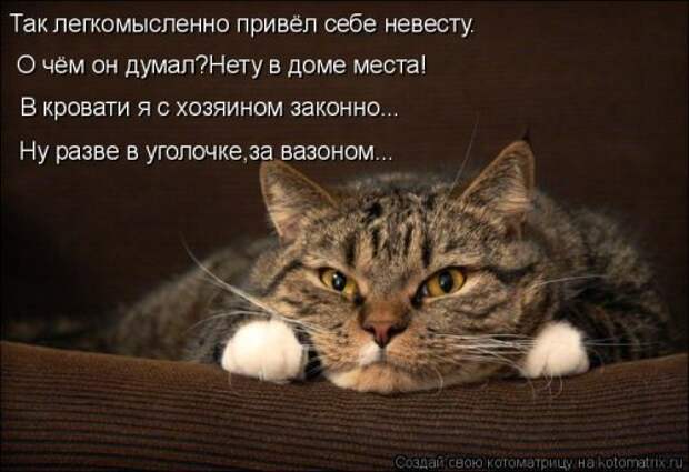Свежая котоматрица для настроения (28 фото)