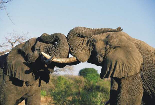 Какая максимальная высота африканского слона в плечах?
