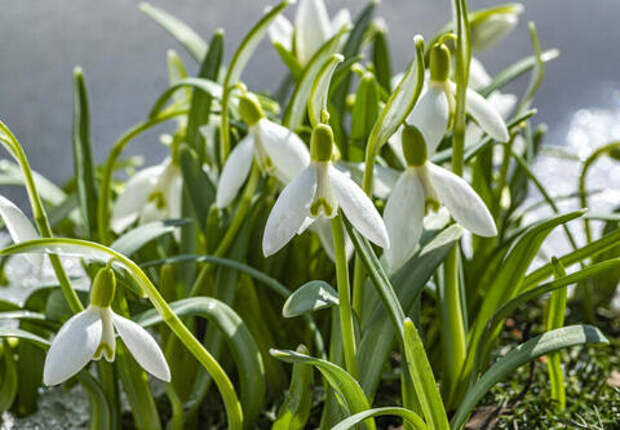 Сорвал цветок — попал под статью: россиянам напомнили о наказании за сбор первоцветов. На Кубань пришла настоящая весна