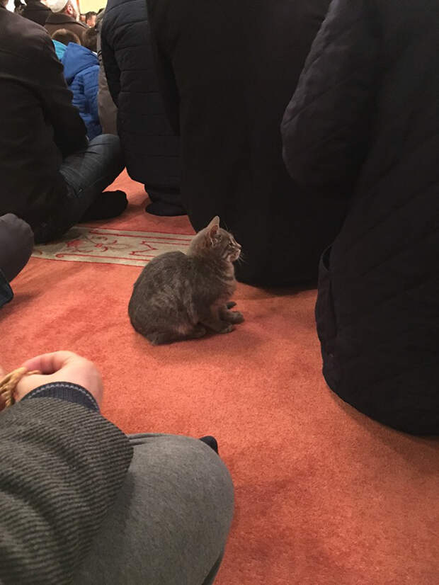 имам пускает уличных кошек в мечеть