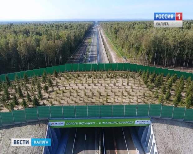 Второй в России экодук открыли в Калужской области мост для животных, факты