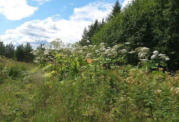 В России намерены уничтожать американский клен наравне с борщевиком