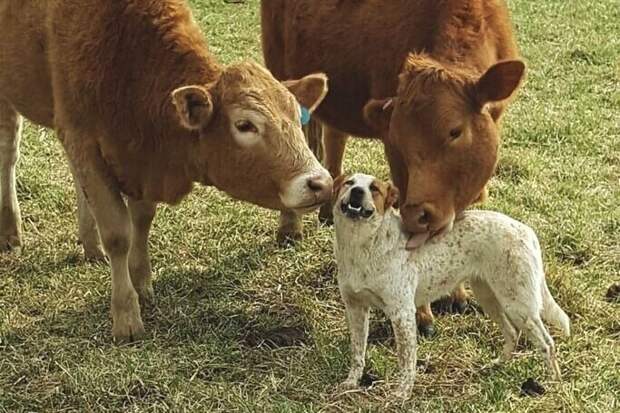 20+ кадров с коровами, которые доказывают, что они - милейшие создания