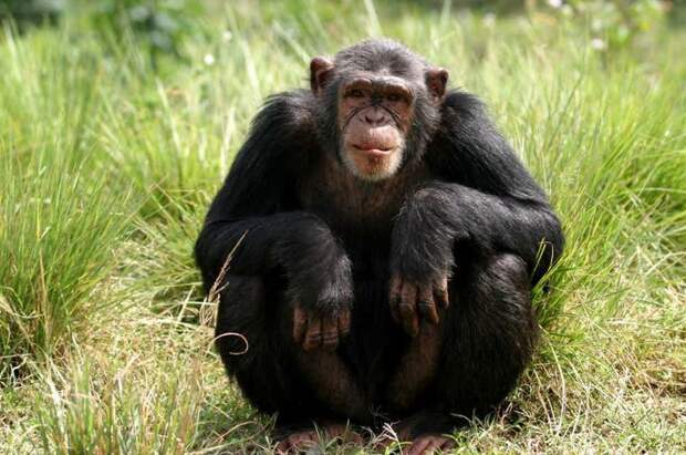 На теле человека волос столько же, сколько на теле шимпанзе интересно, познавательно, тело, факты