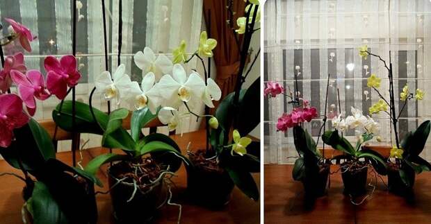 Не знаешь как правильно удобрять и подкармливать орхидеи? Читай!