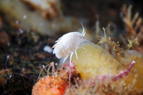 Живность белого моря (28 фото) Живность белого моря (28 фото)