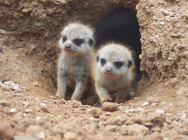 Дикие животные (38 фото)