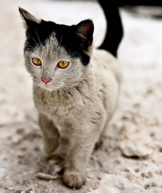 10 кошек, которых раскрашивала сама природа 10 кошек, которых раскрашивала сама природа животные, кошки, окрас