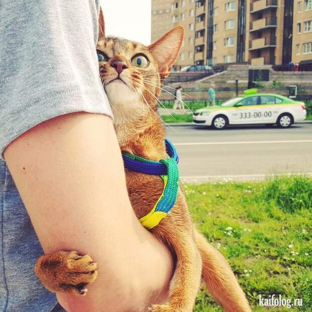 Позитивные животные (40 фото)