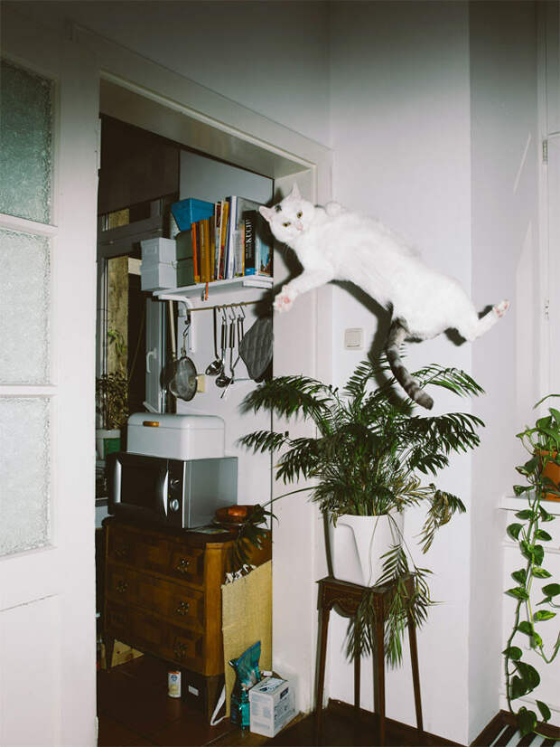 Австрийский фотограф снимает летающих котов животные, кот, фотограф