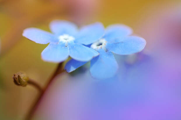Фотографии цветов от Makushina Tatyana