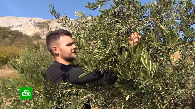 Как осваивают промышленное разведение олив в Крыму