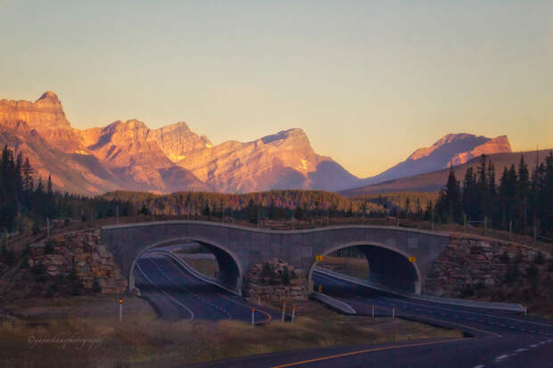 Wildlife Crossing - Canadian Rockies - Banff National Park - Alberta by Yannik Hay on 500px.com