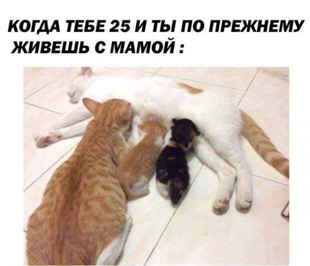 Картинки с надписями  мем, прикол, юмор