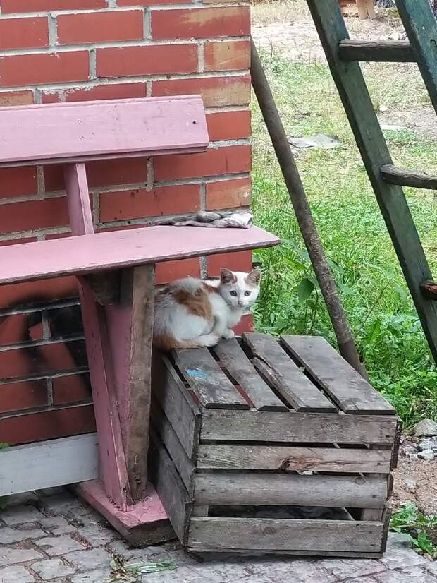 Им нужен шанс для жизни. Дадите??