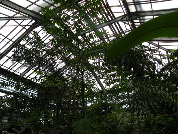 Оранжерея главного Ботанического сада в Москве.