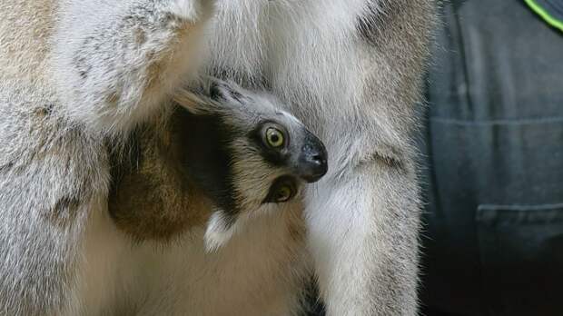 В тульском Экзотариуме родились детёныши кошачьего лемура