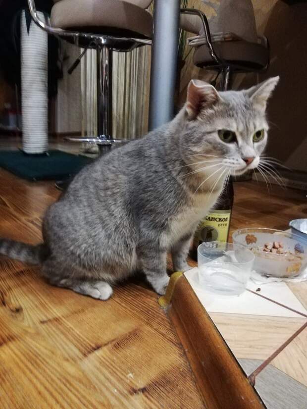 спасение запертой кошки кошка с едой