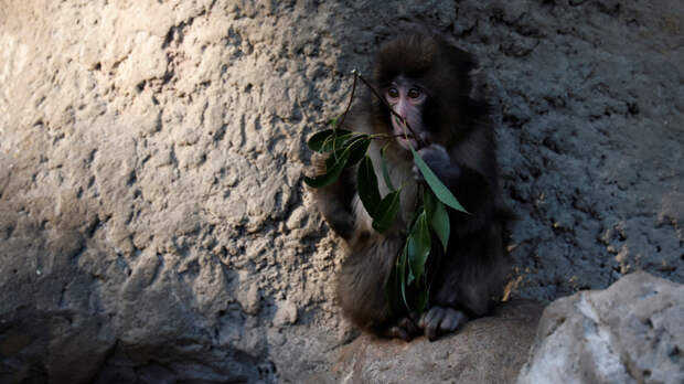 По образу и подобию: новая подружка обезьянки Панча — копия его плюшевой игрушки