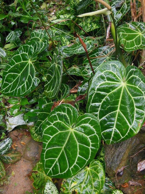 антуриум хрустальный