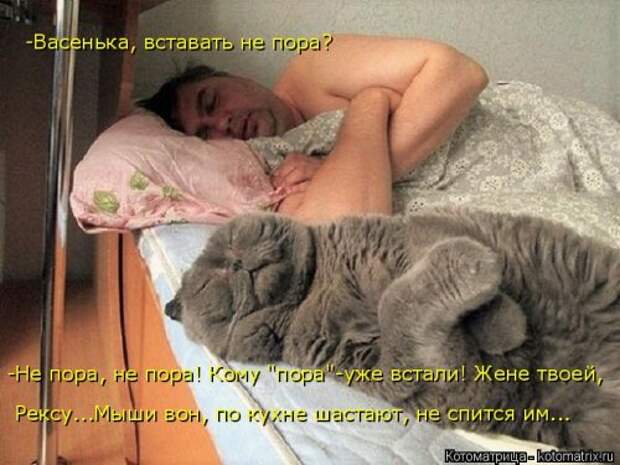 Новая отличная котоматрица (38 фото)