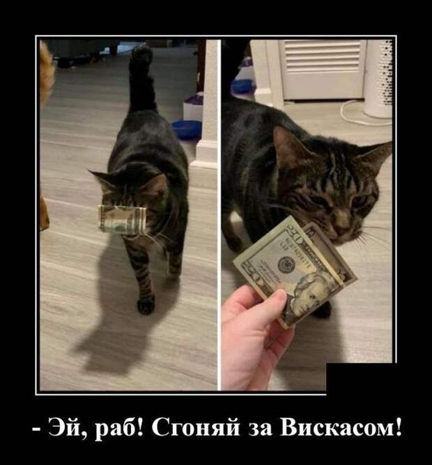 demotivatory-demotivator-smeshnye-demotivatory-demotivator-so-smyslom