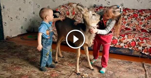 На Урале семья нашла раненного и обезвоженного оленёнка. Теперь он полноценный член семьи