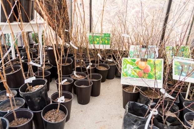Правила покупки саженцев напомнили новосибирцам перед стартом дачного сезона