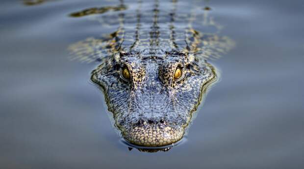 Мужчина похитил пятилетнюю девочку и отдал ее на съедение аллигаторам