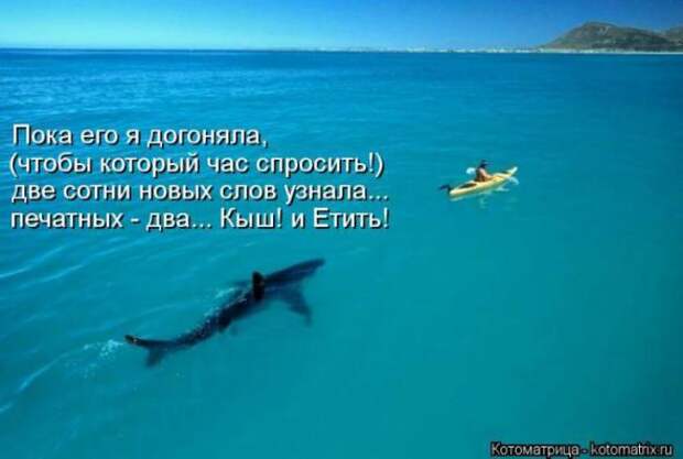 Котоматрицы (картинки с надписями)