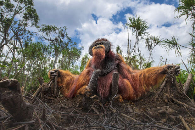 Хозяин на Борнео среди вырубленных деревьев