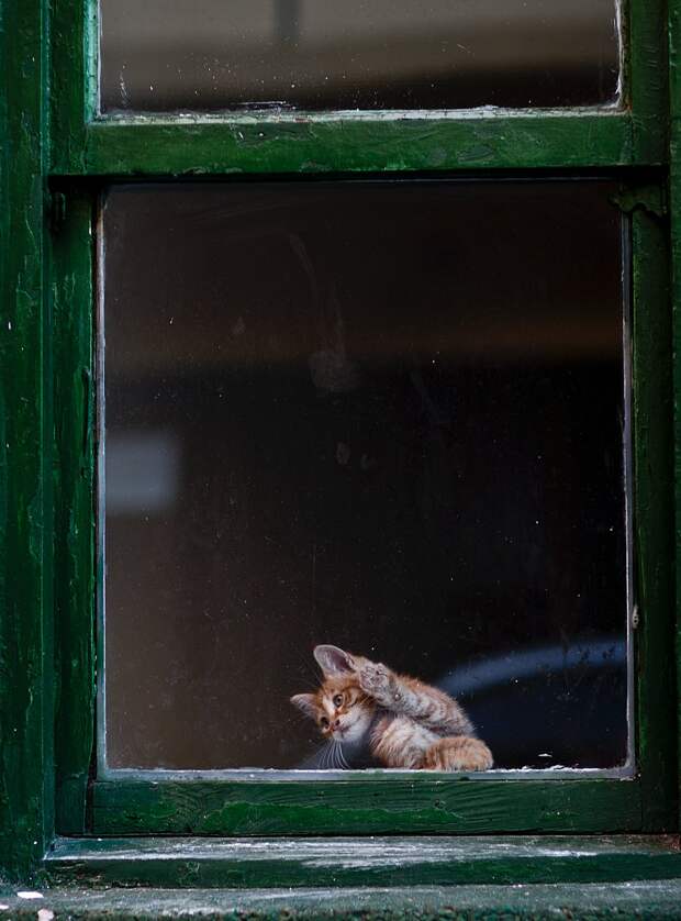 кот