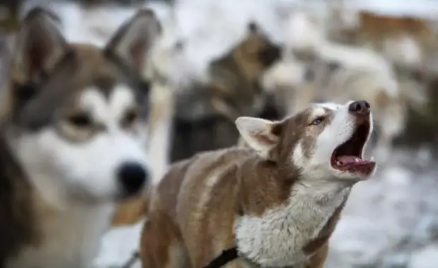 Plemeno husky (34 fotografií)