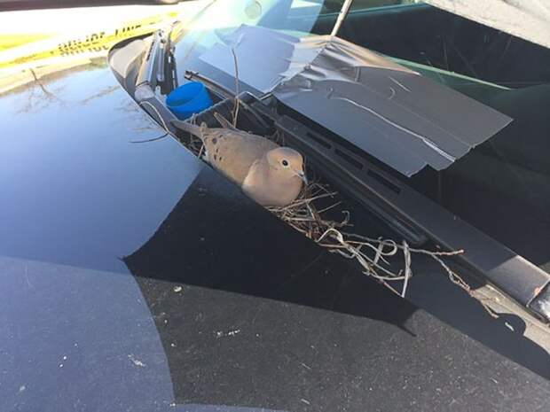 Птица свила гнездо прямо на полицейской машине