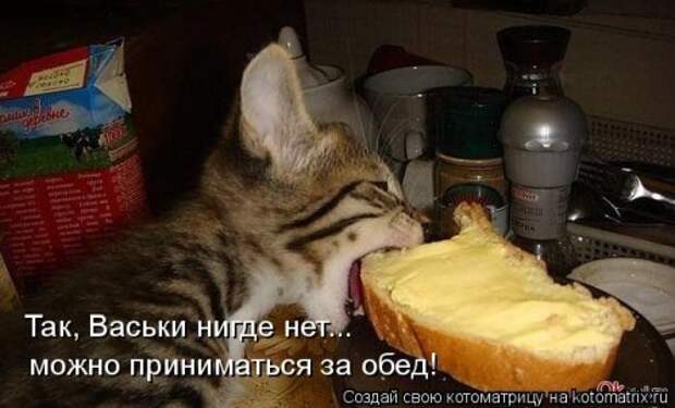 Лучшая котоматрица недели