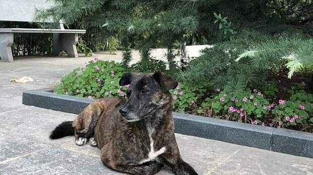 Самый верный друг: брошенный пес уже три года ждет своего хозяина возле многоквартирного дома
